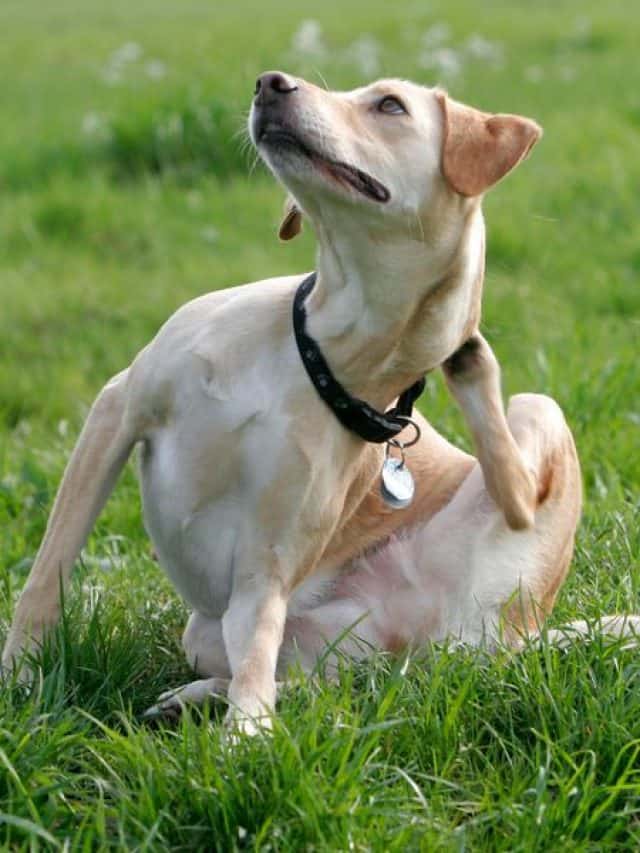 Crusty Scabs On Dogs Back 4 Causes And 3 Ways To Treat Them PupVine