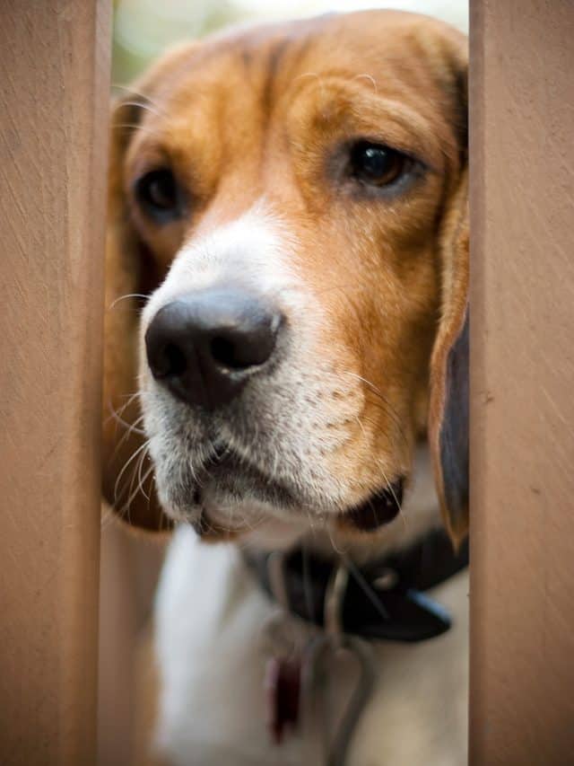 5 Reasons Why Dog’s Balls Are Red & 2 Ways You Can Help PupVine