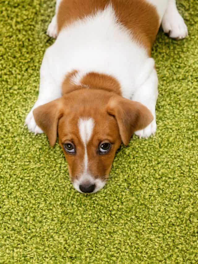 Is Your Dog Rubbing Its Face On The Carpet? Here Are 7 Possible Reasons