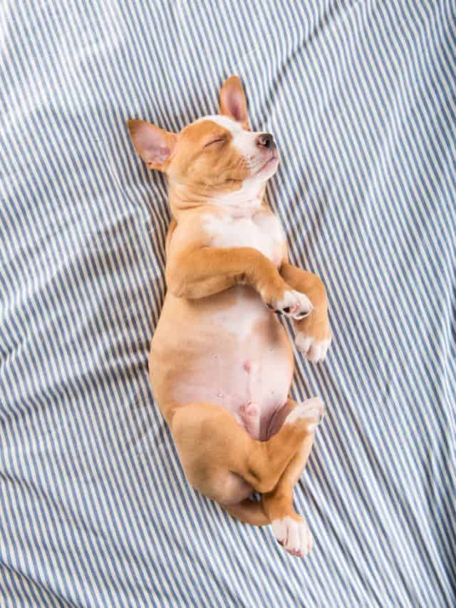 5 Reasons For Dog Barking In Sleep PupVine