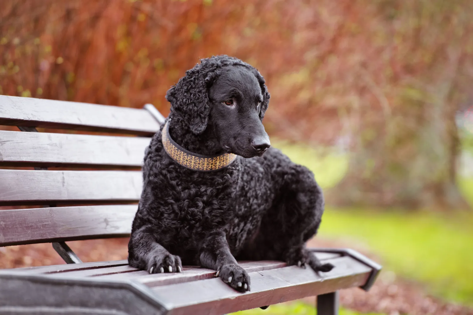 curly coated retriever dog outdoors