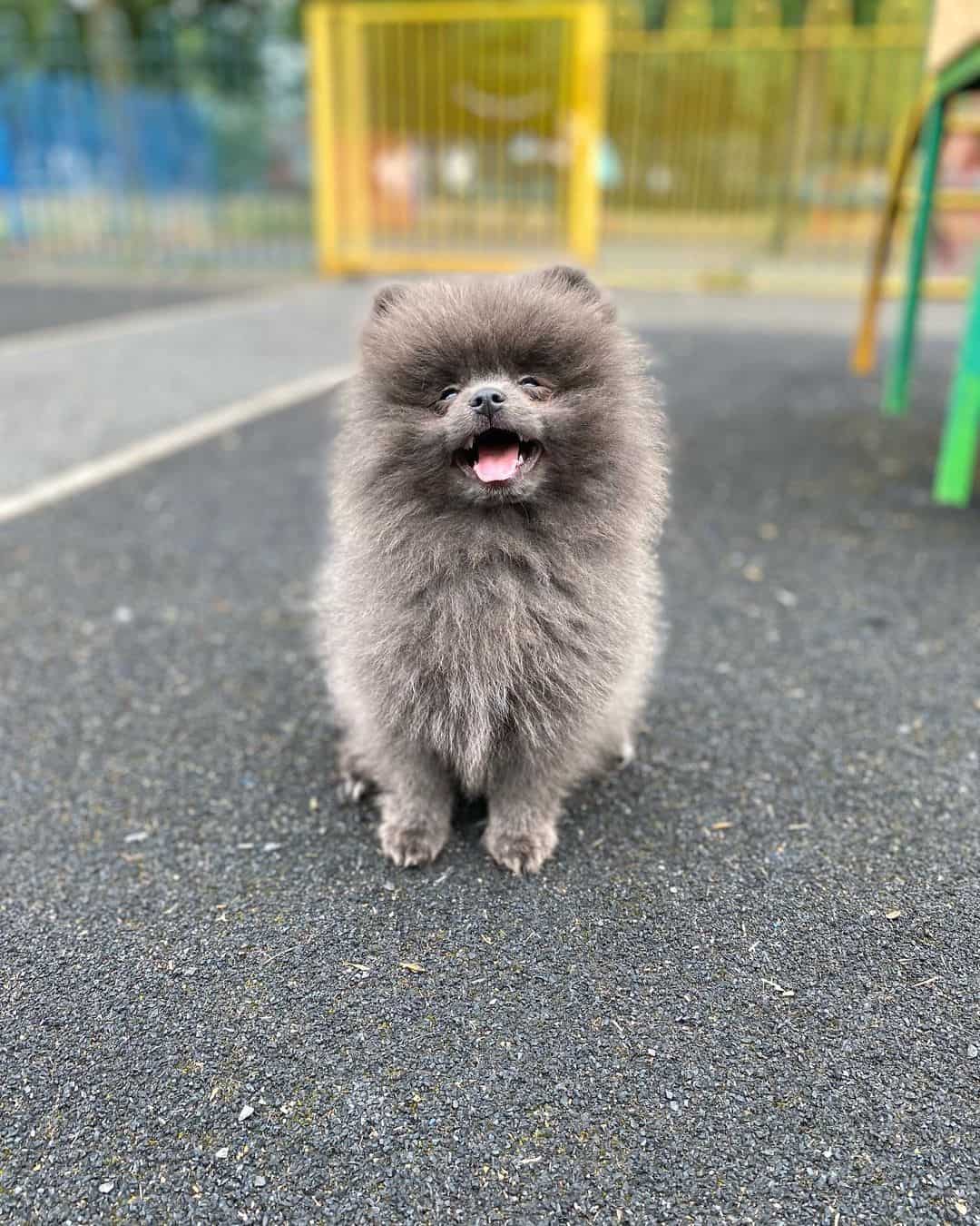 cute Blue Pomeranian sitting on the sidewalk