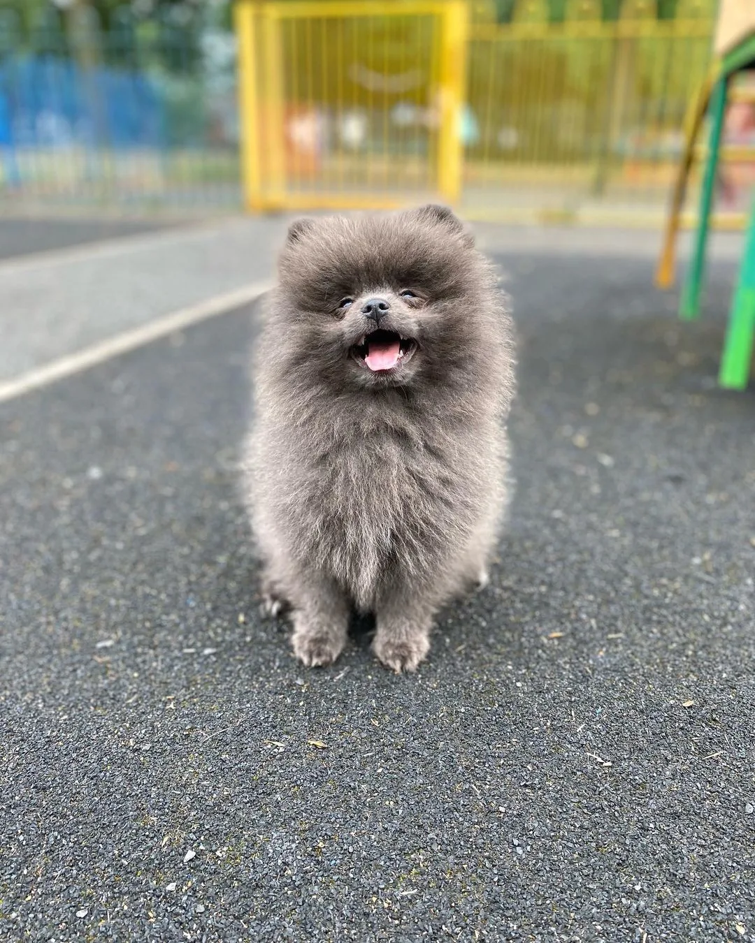 cute Blue Pomeranian sitting on the sidewalk