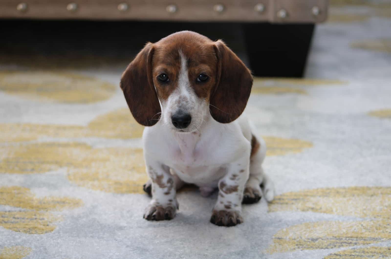 cute Piebald Dachshund sitting on carpet