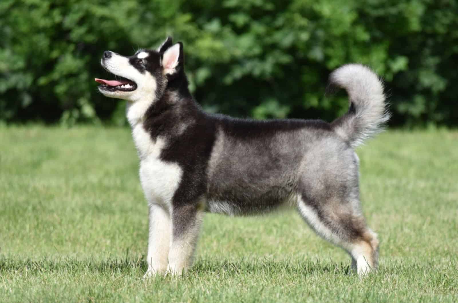 cute alaskan malamute in the yard