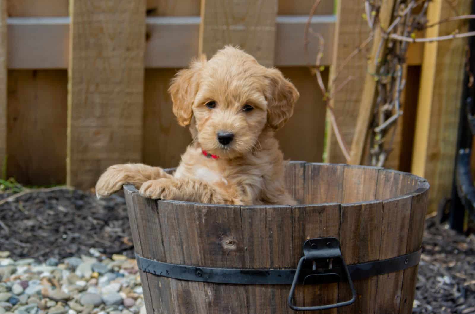 cute apricot goldendoodle puppy sitting in a barrel