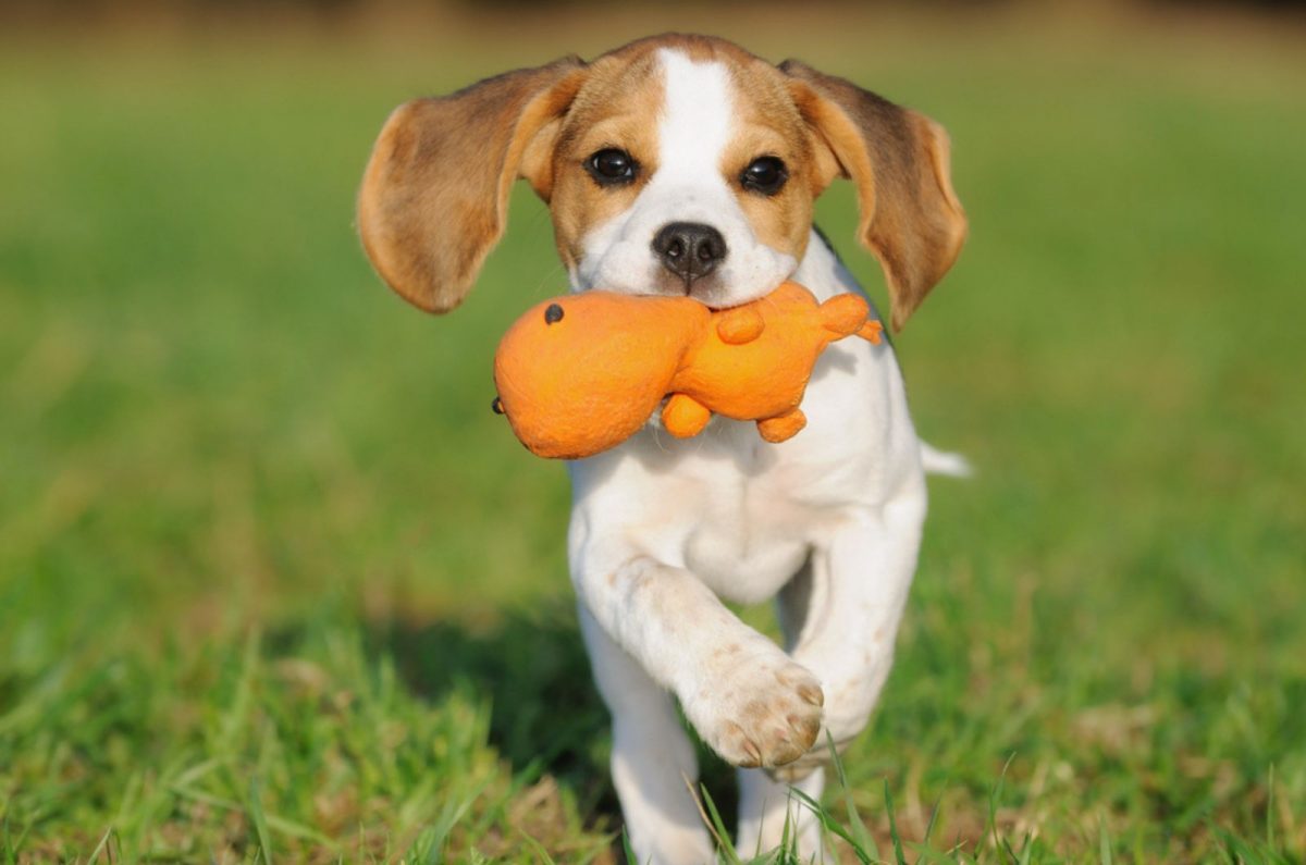 Top 7 Beagle Breeders In Oregon — Best Beagles In The State