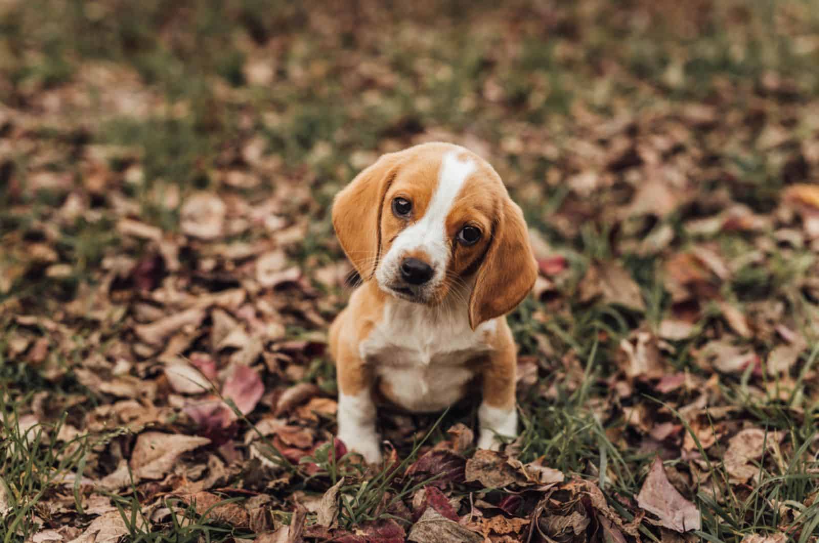 cute beagle puppy standing on fallen leaves in the park