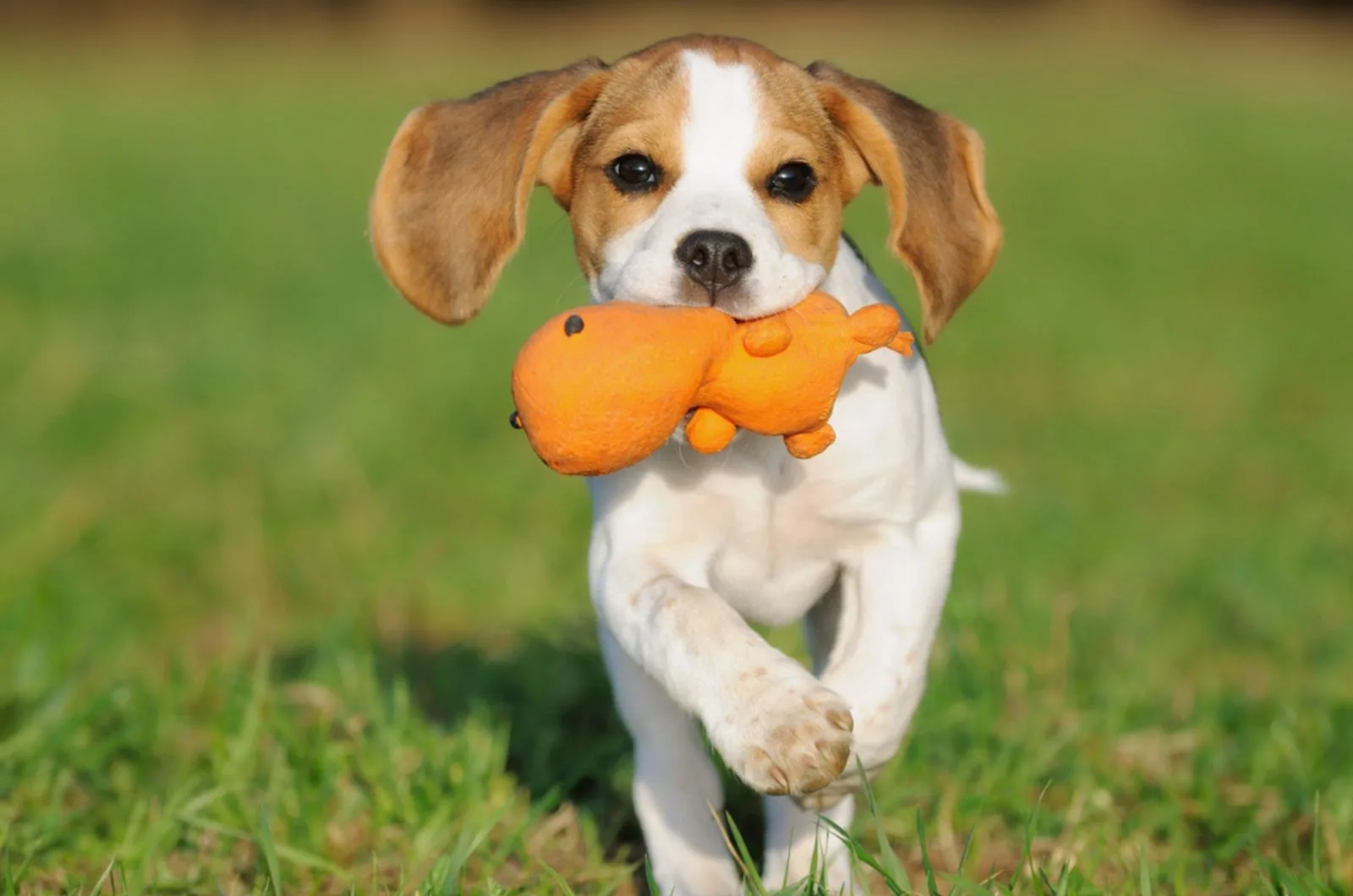 cute beagle puppy playing with a toy