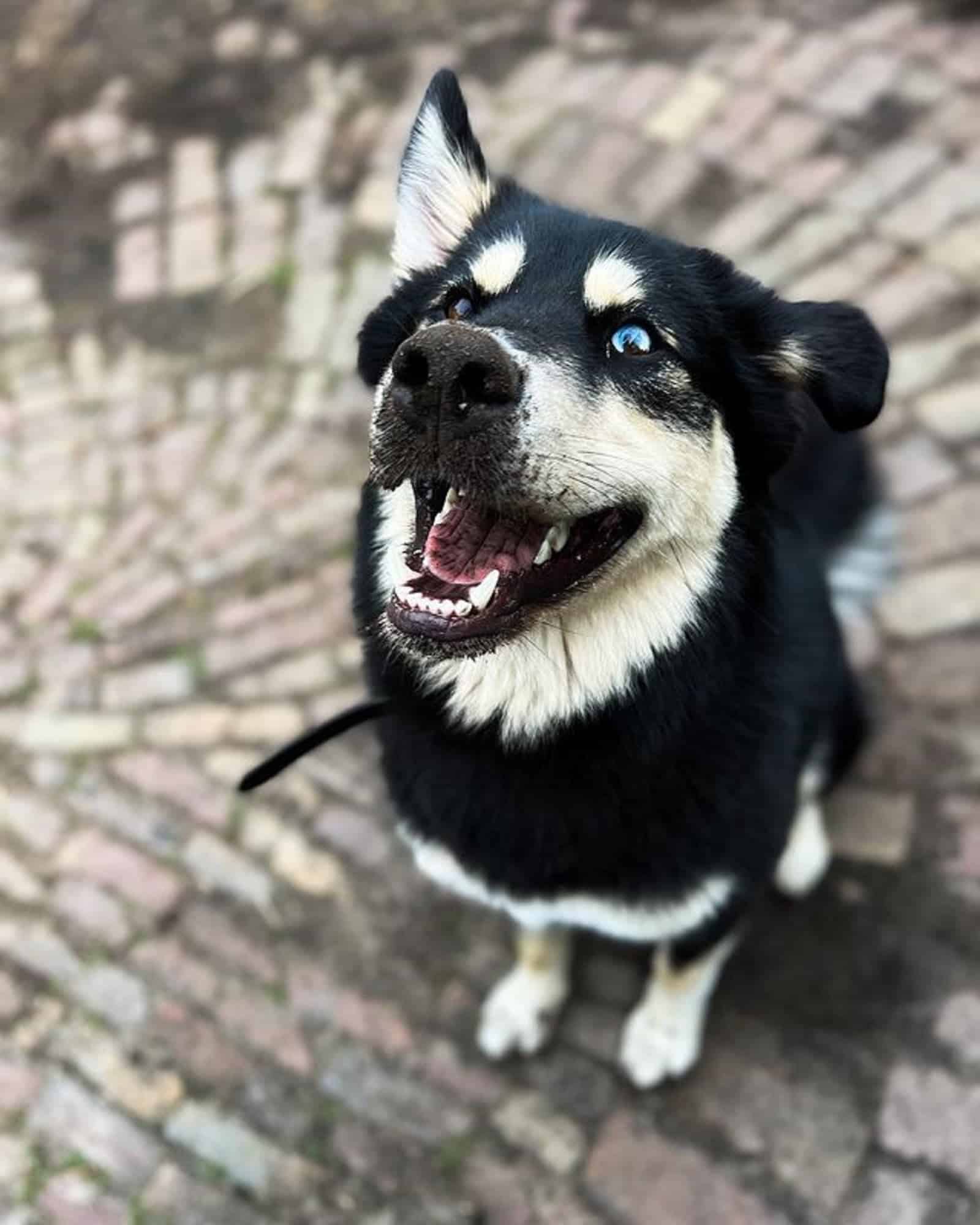 cute bernese mountain dog husky mix looking into camera