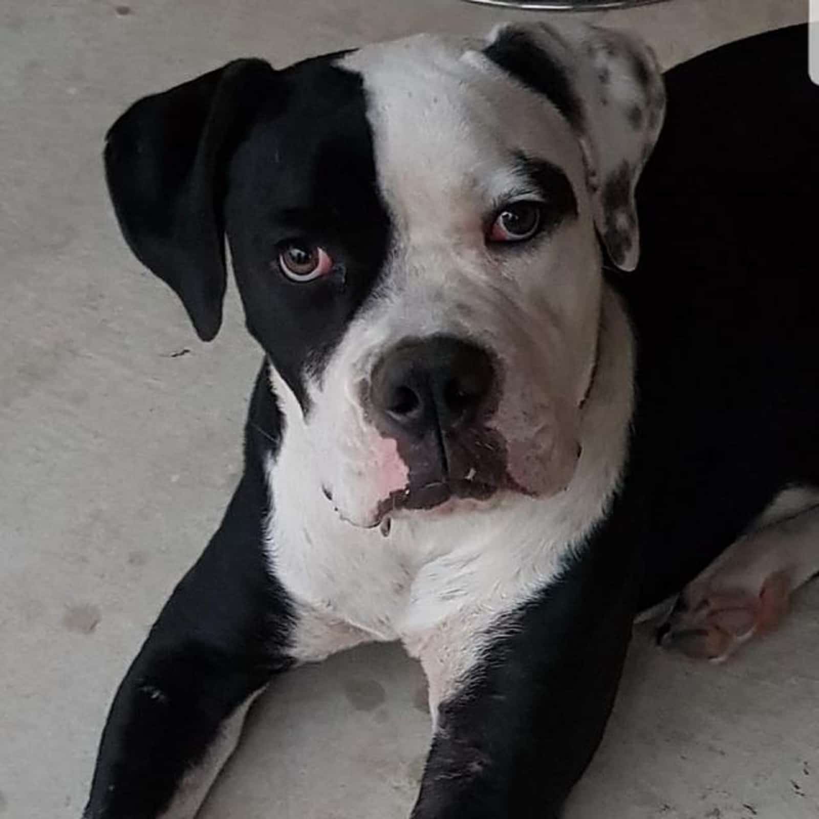 cute black and white american bulldog looking into camera