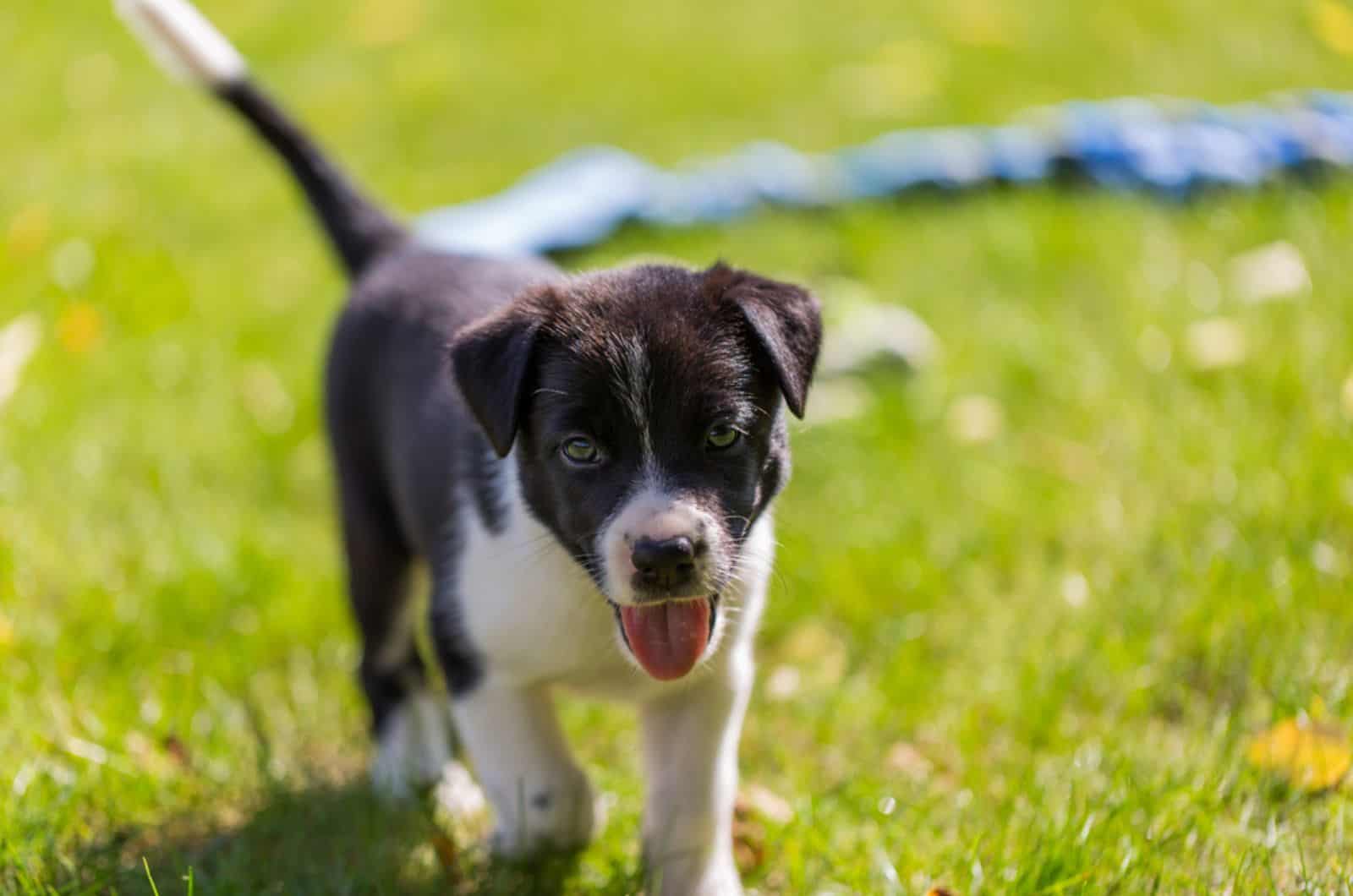 cute border collie puppy in the park