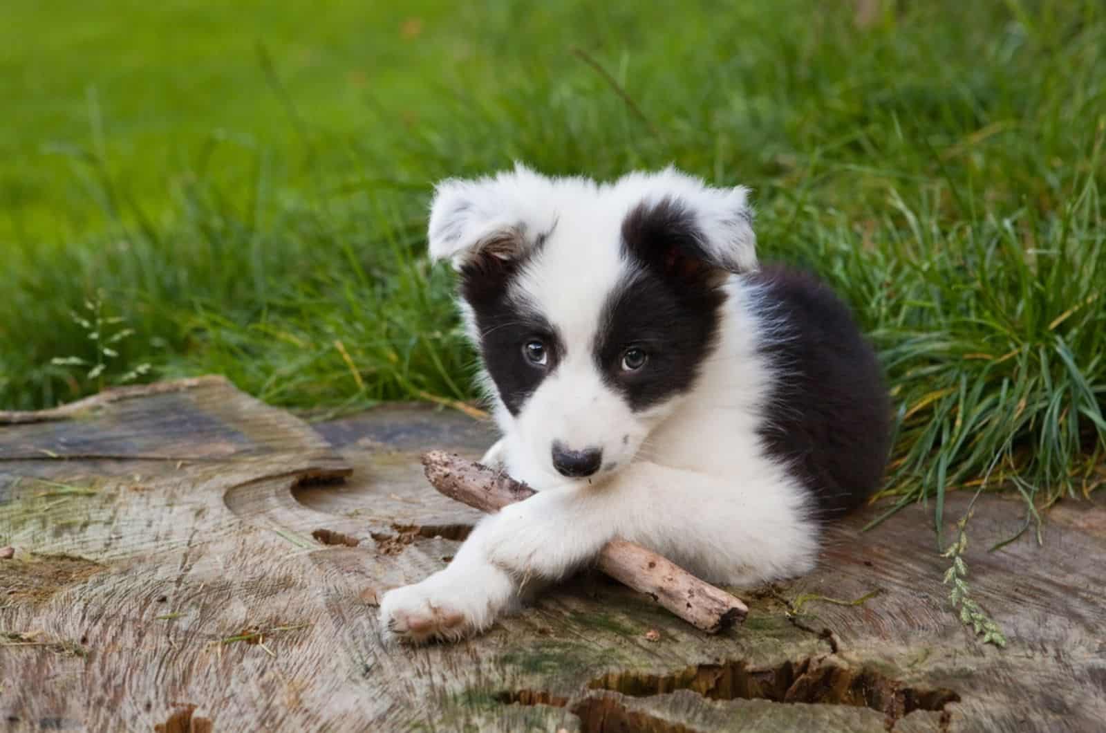 cute border collie puppy playing with a stick in the park