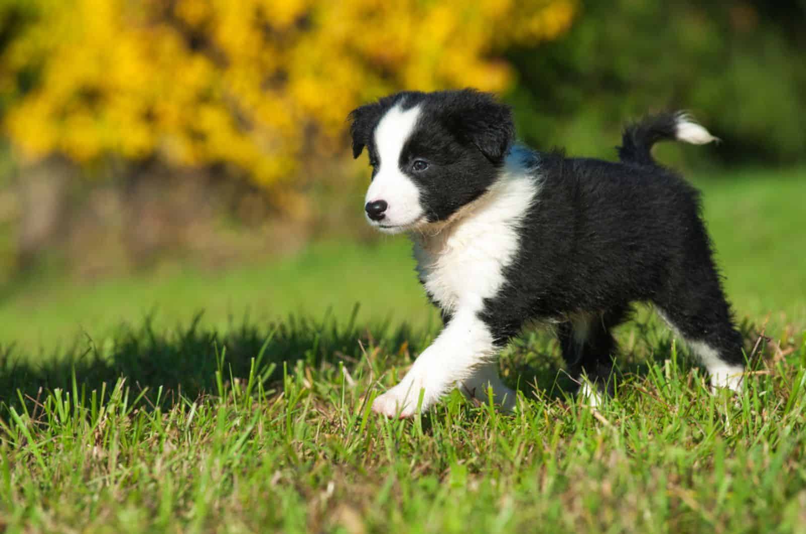 cute border collie puppy walking on the lawn