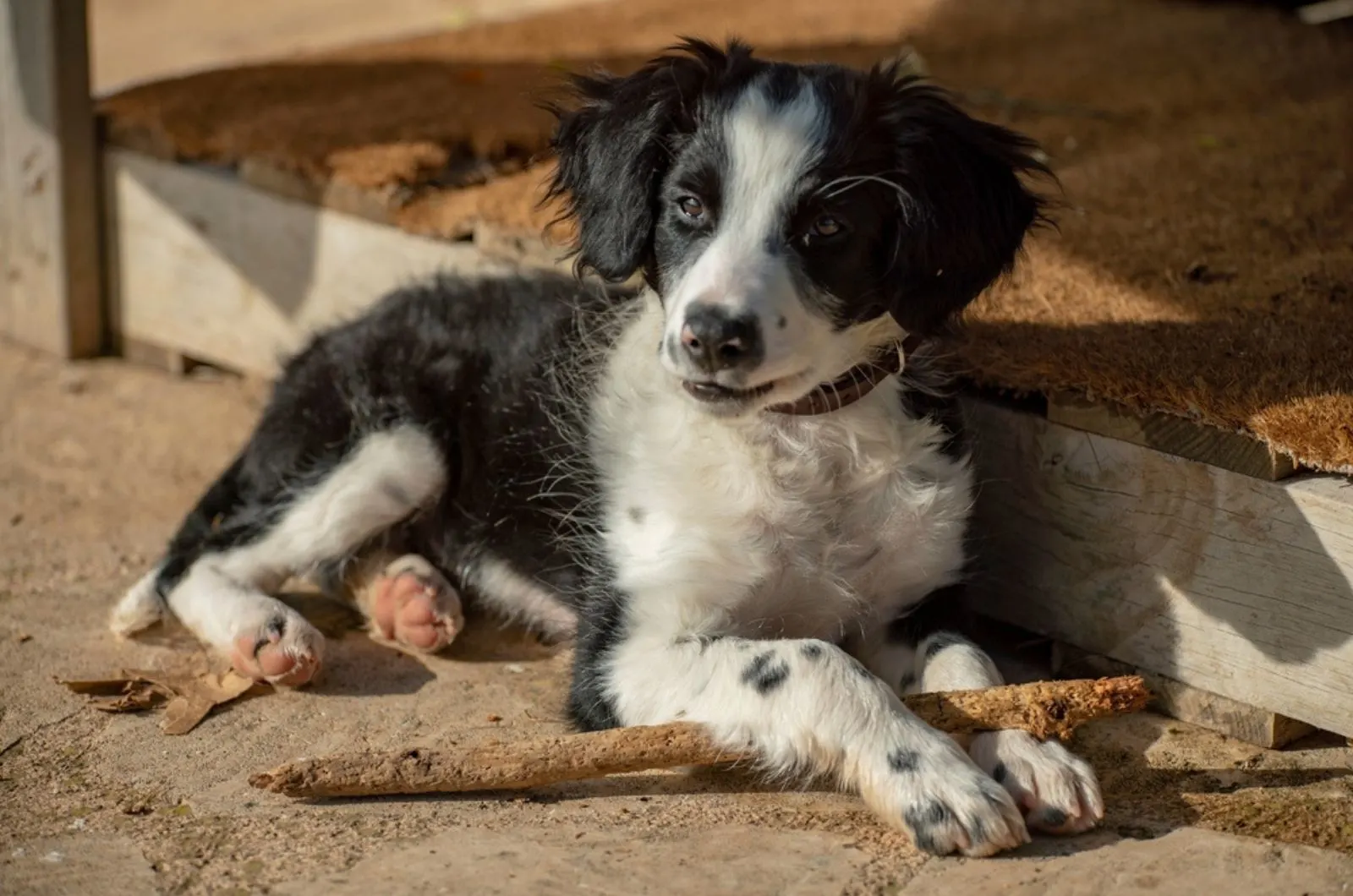 cute borer collie puppy playing with a stick