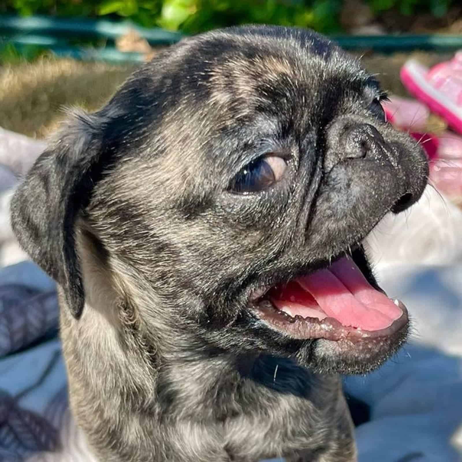 cute brindle pug posing for camera