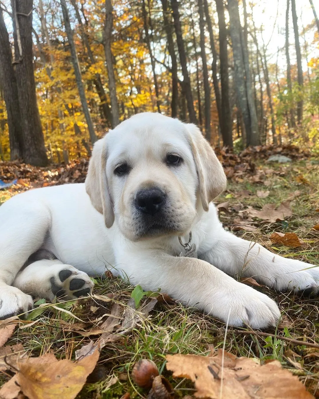 cute english labrador puppy lying in the forest