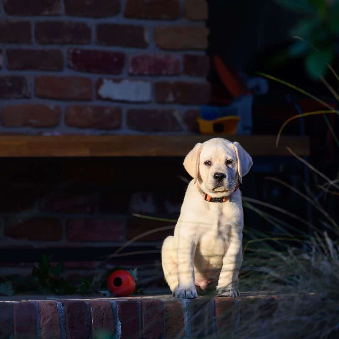 cute english labrador puppy