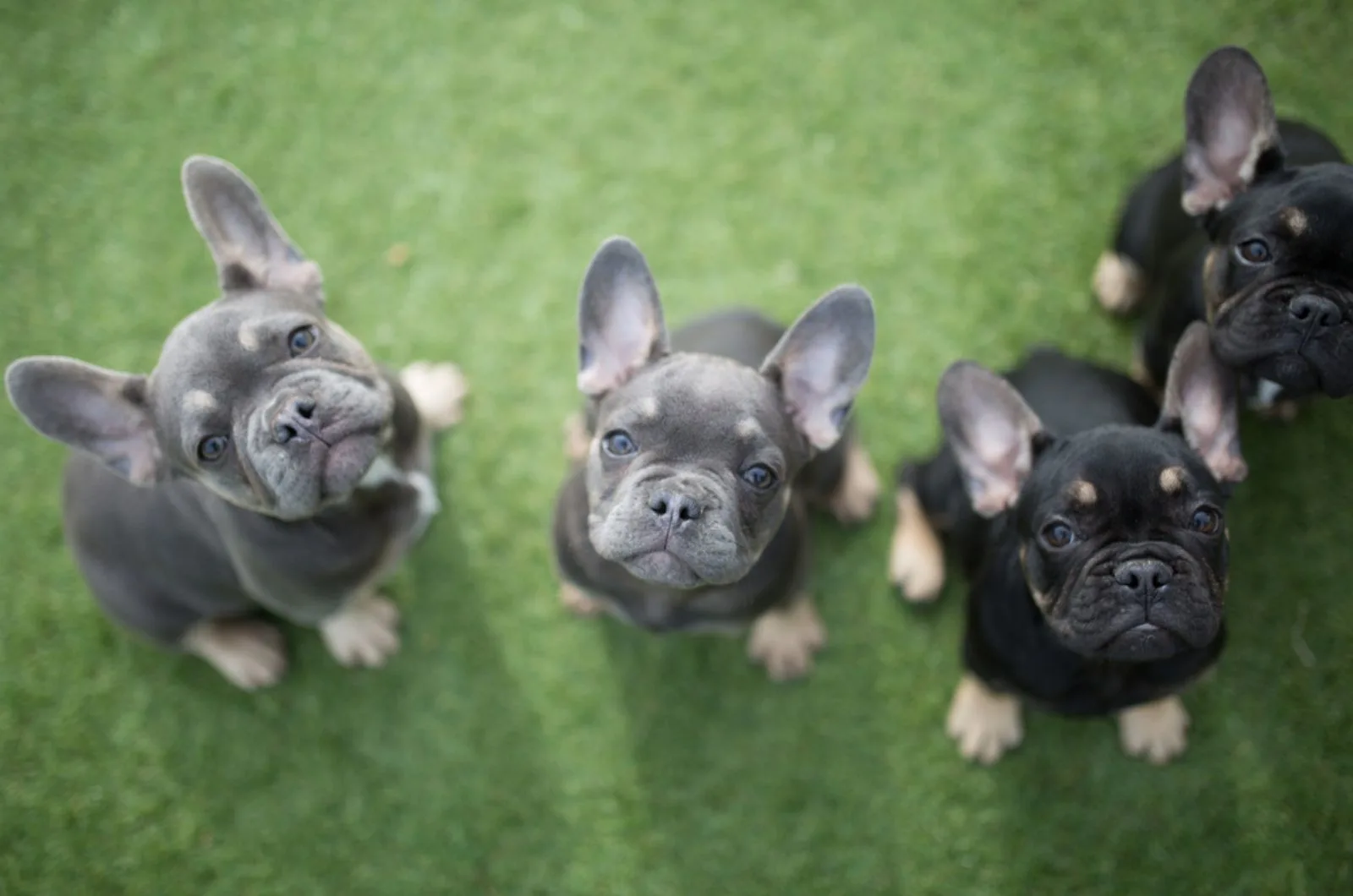 cute french bulldog puppies looking into camera