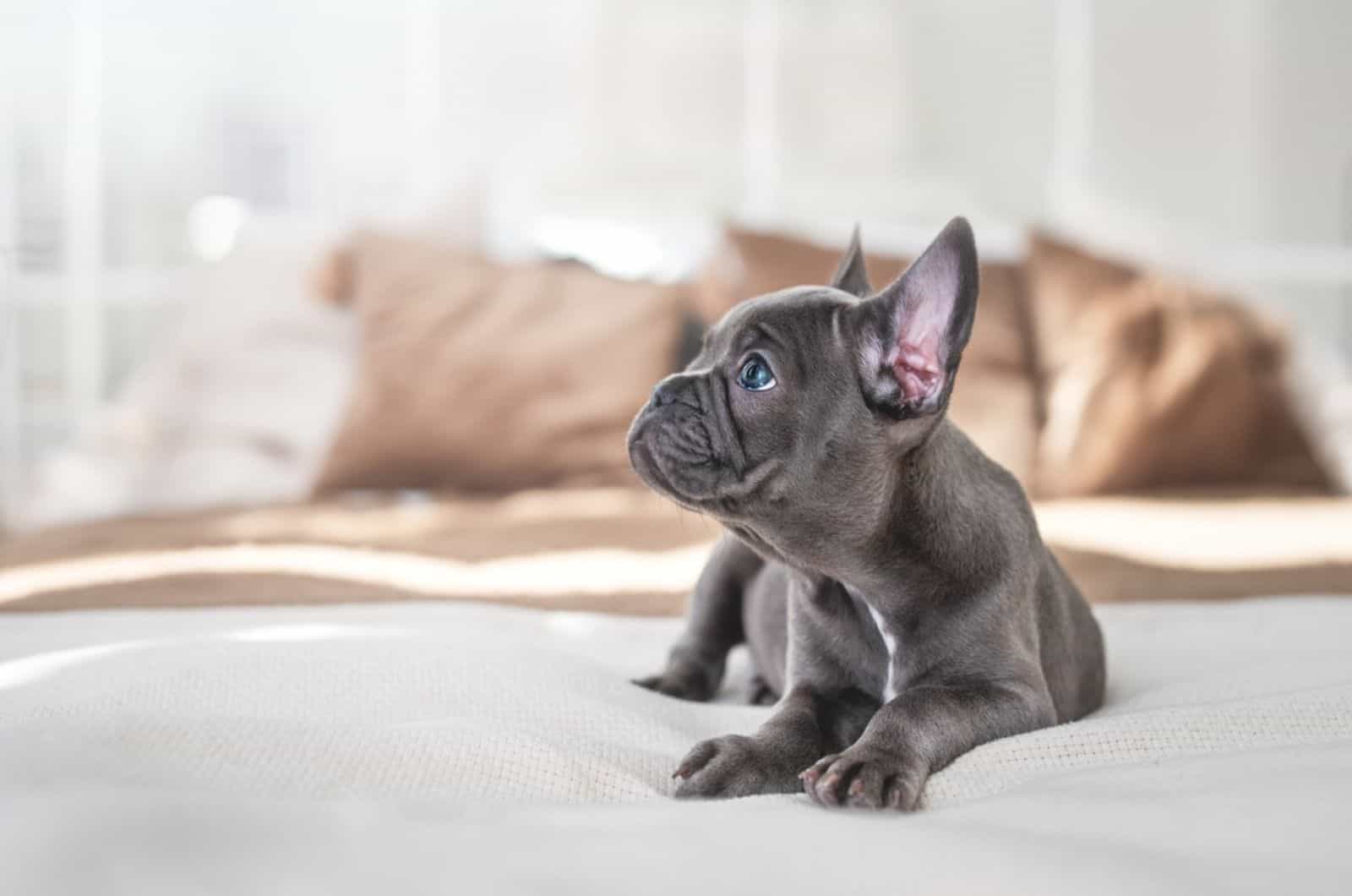 cute french bulldog with blue eyes sitting on the bed