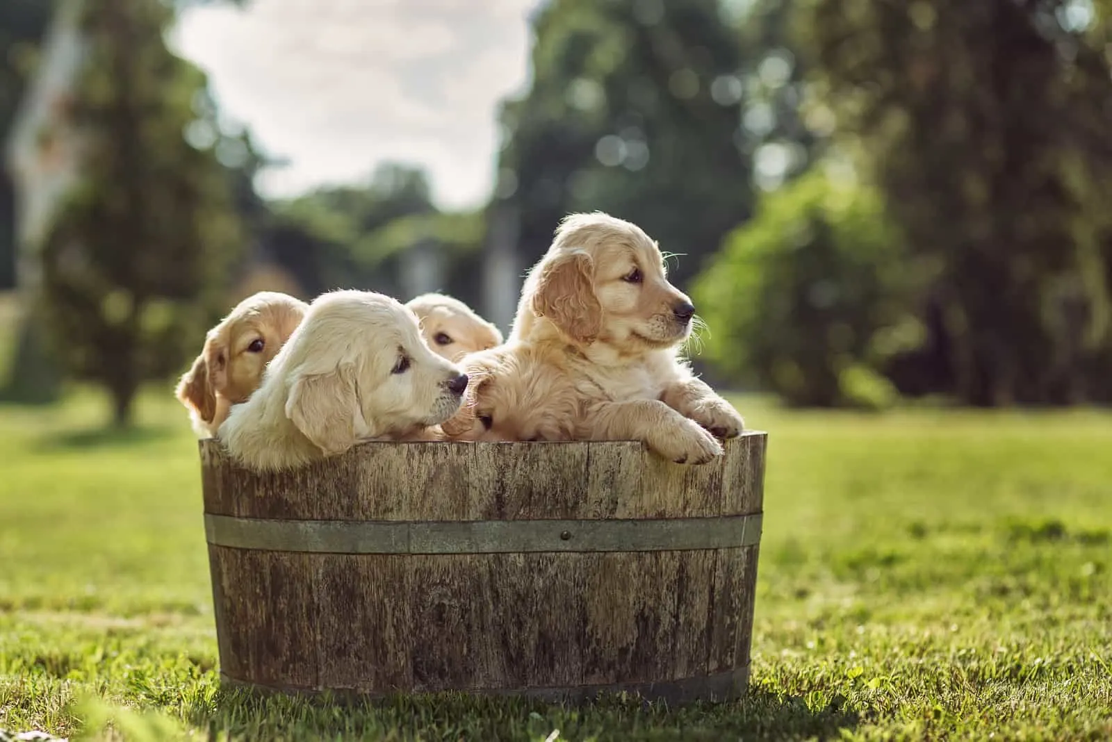 cute golden retriever puppies in the barrel