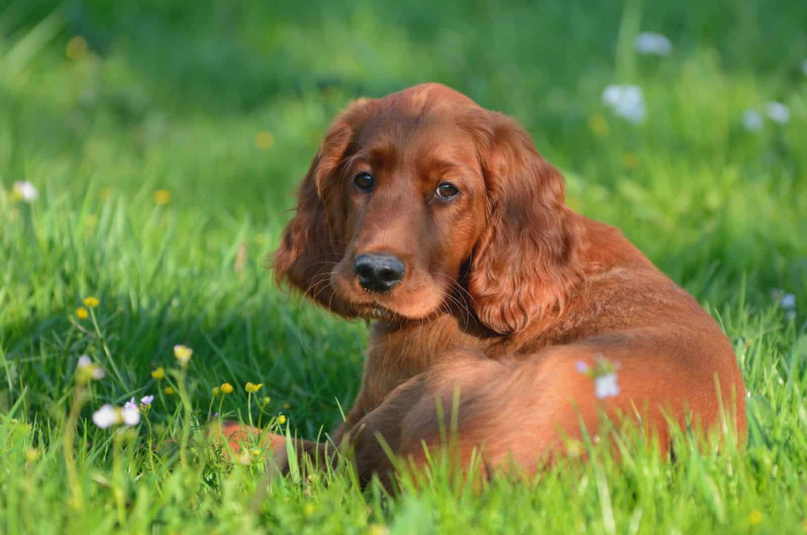 cute irish setter puppy lying in the grass