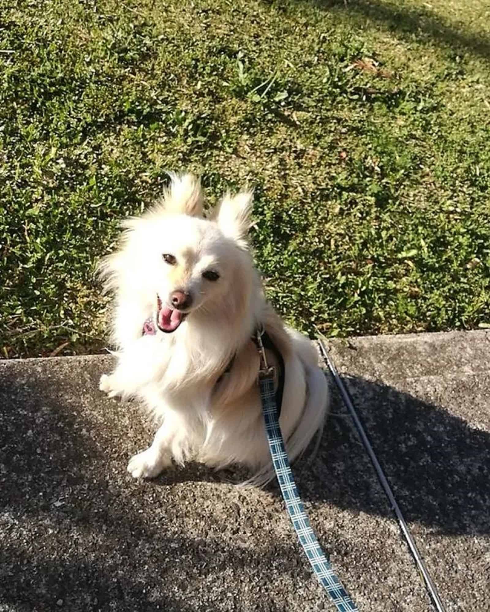 cute japanese spitz pomeranian looking into camera