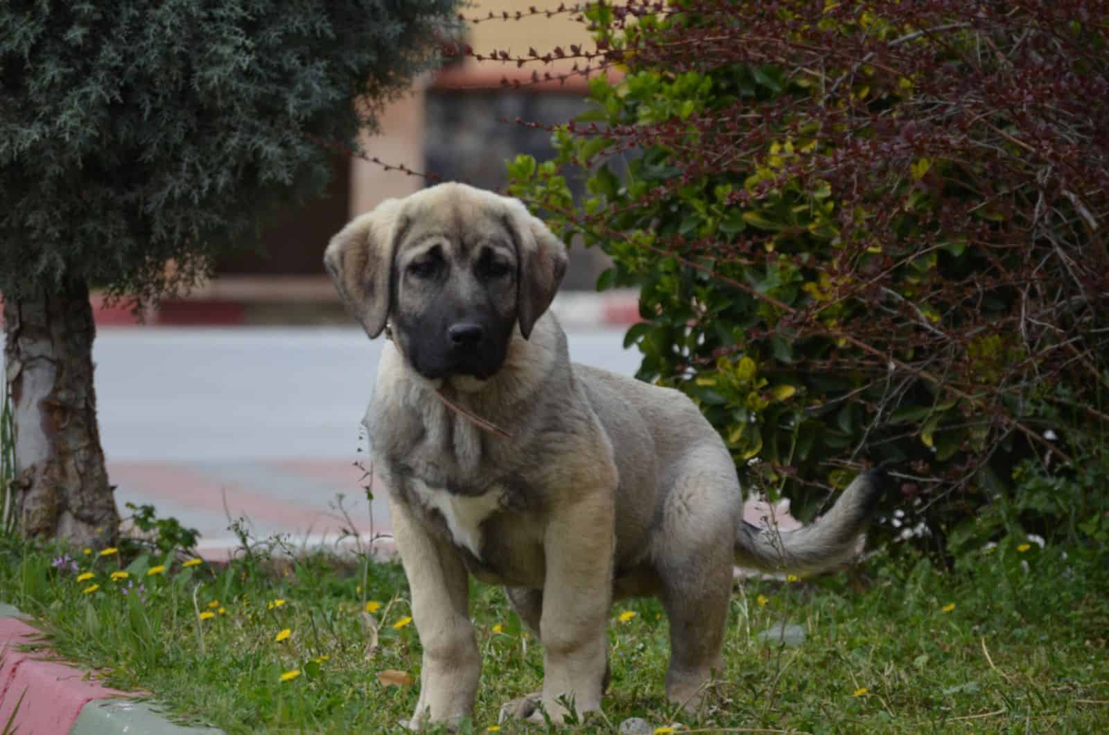 cute kangal puppy in the park