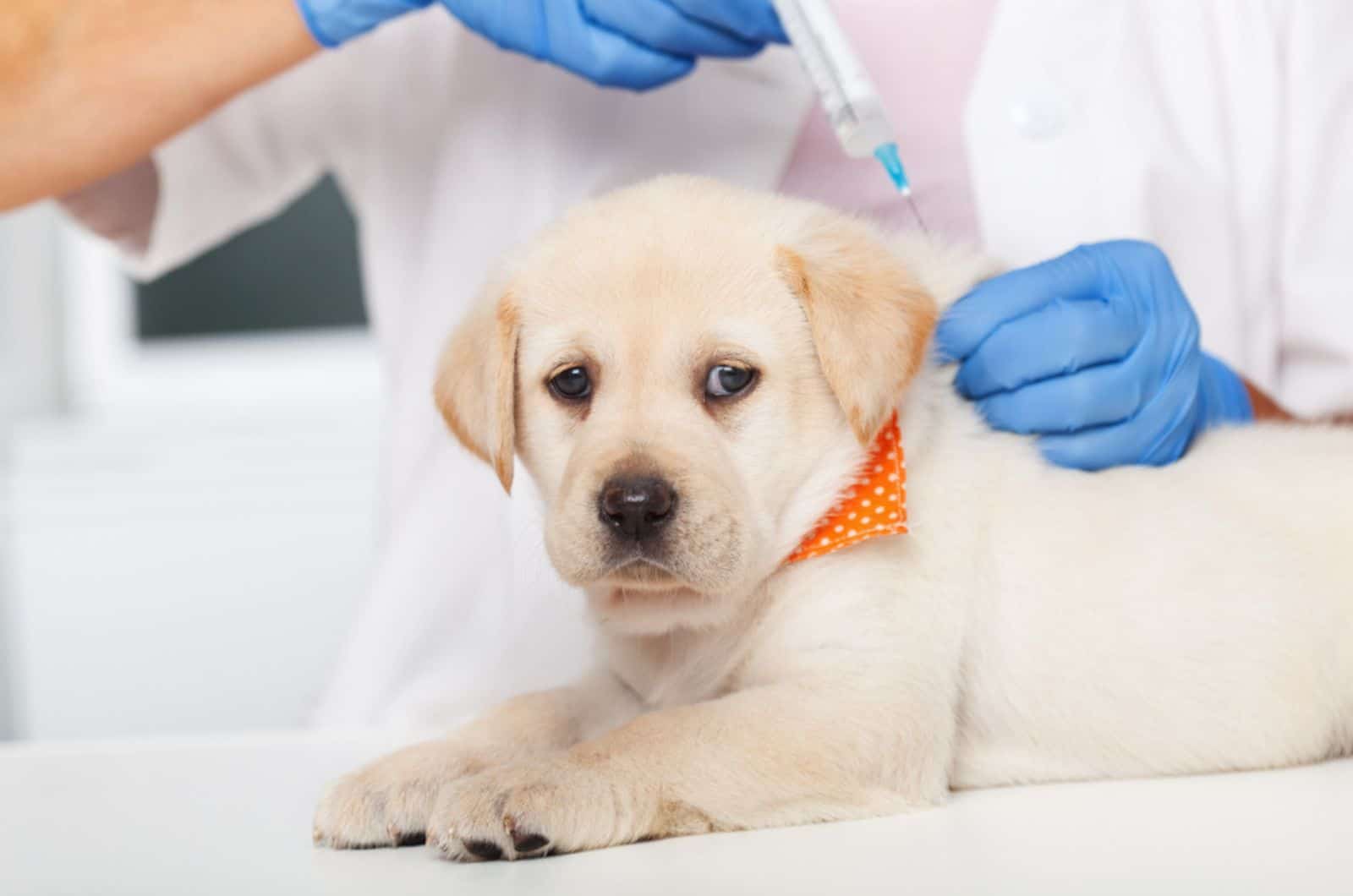 cute labrador puppy getting a vaccine at the veterinary doctor