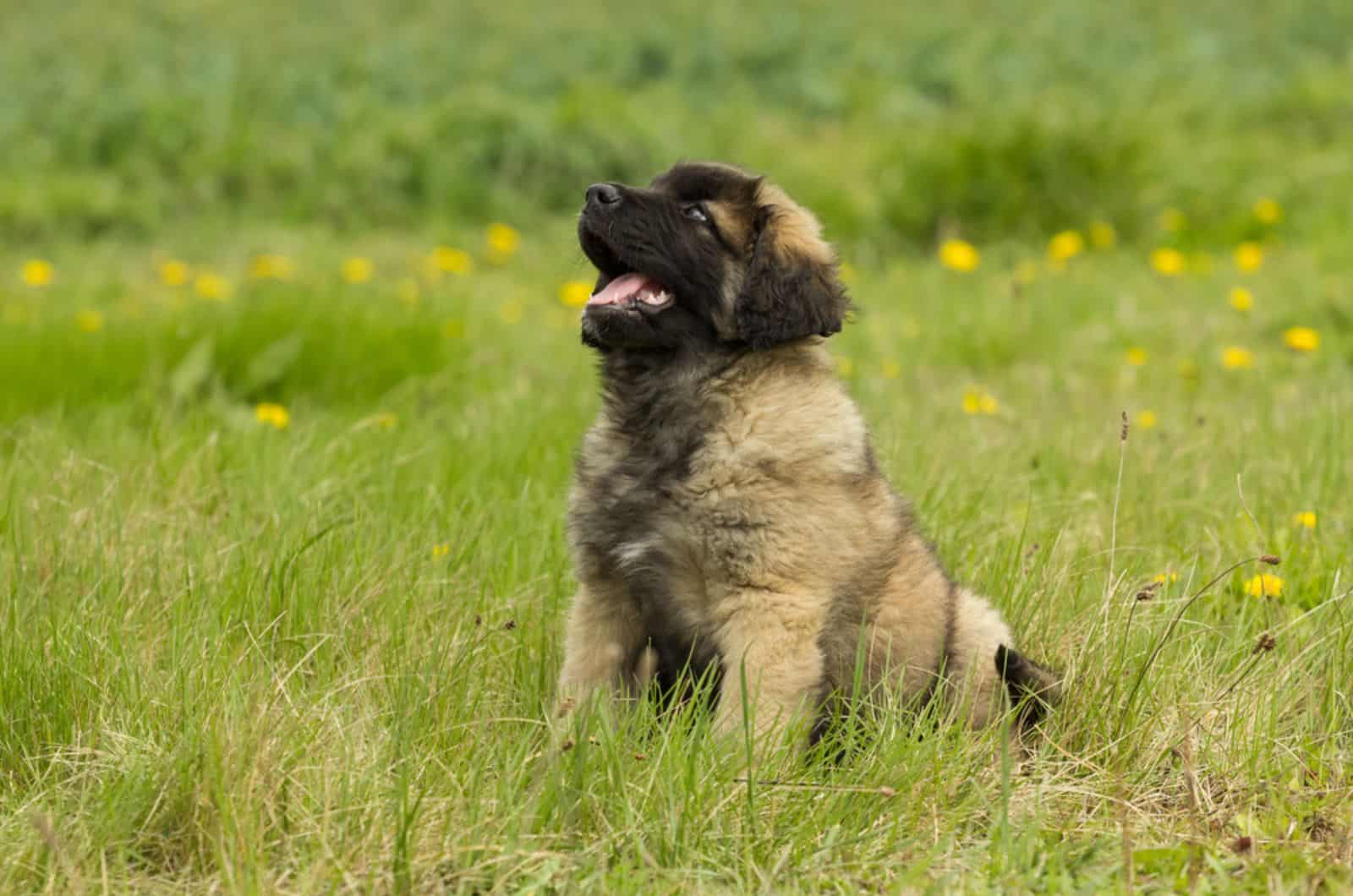 cute leonberger puppy on a meadow
