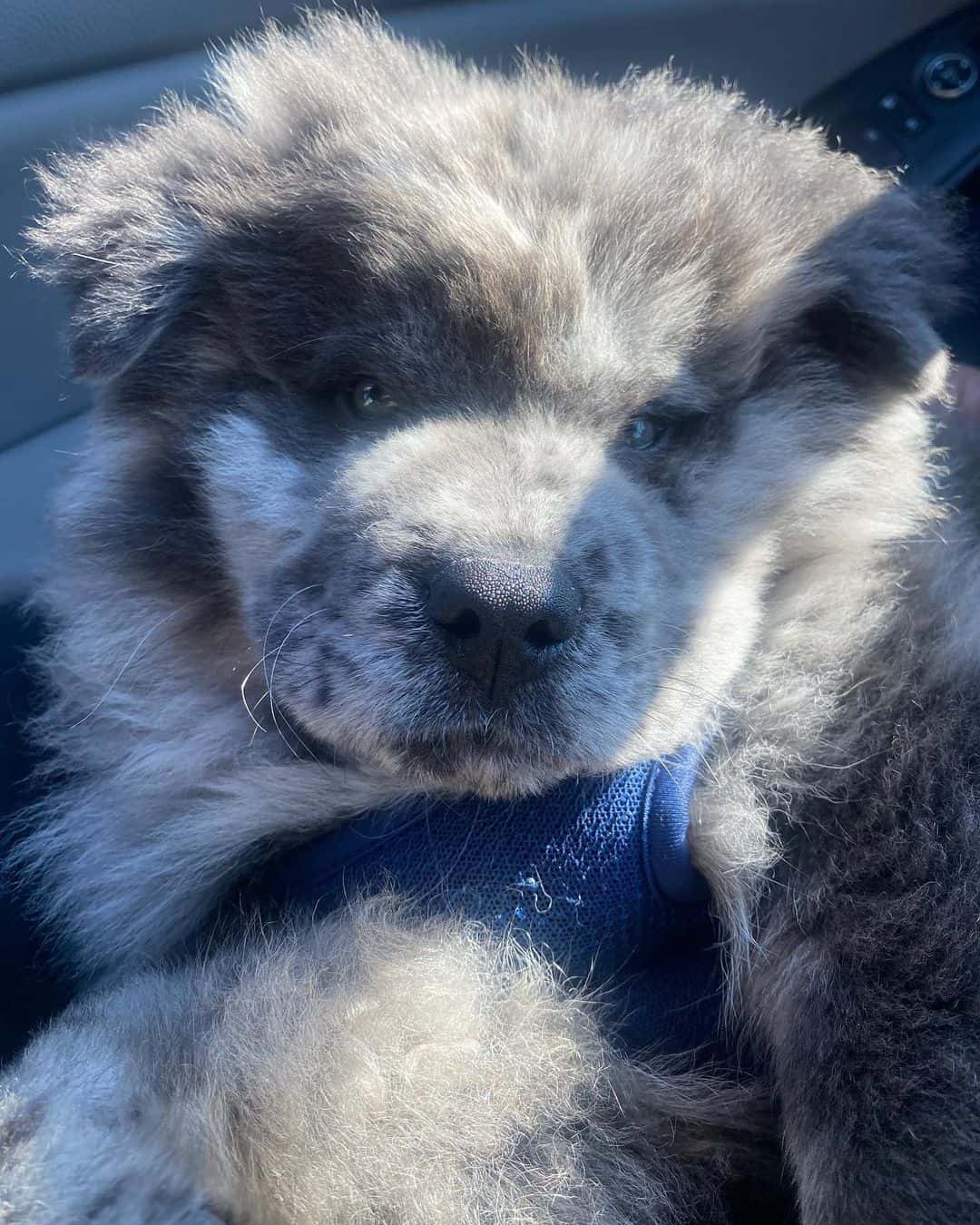 cute merle chow chow puppy