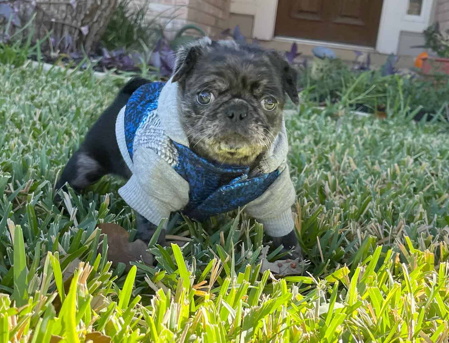 cute merle pug wearing clothes