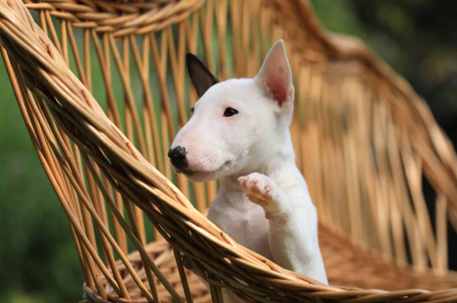 cute mini bull terrier puppy sitting in the chair