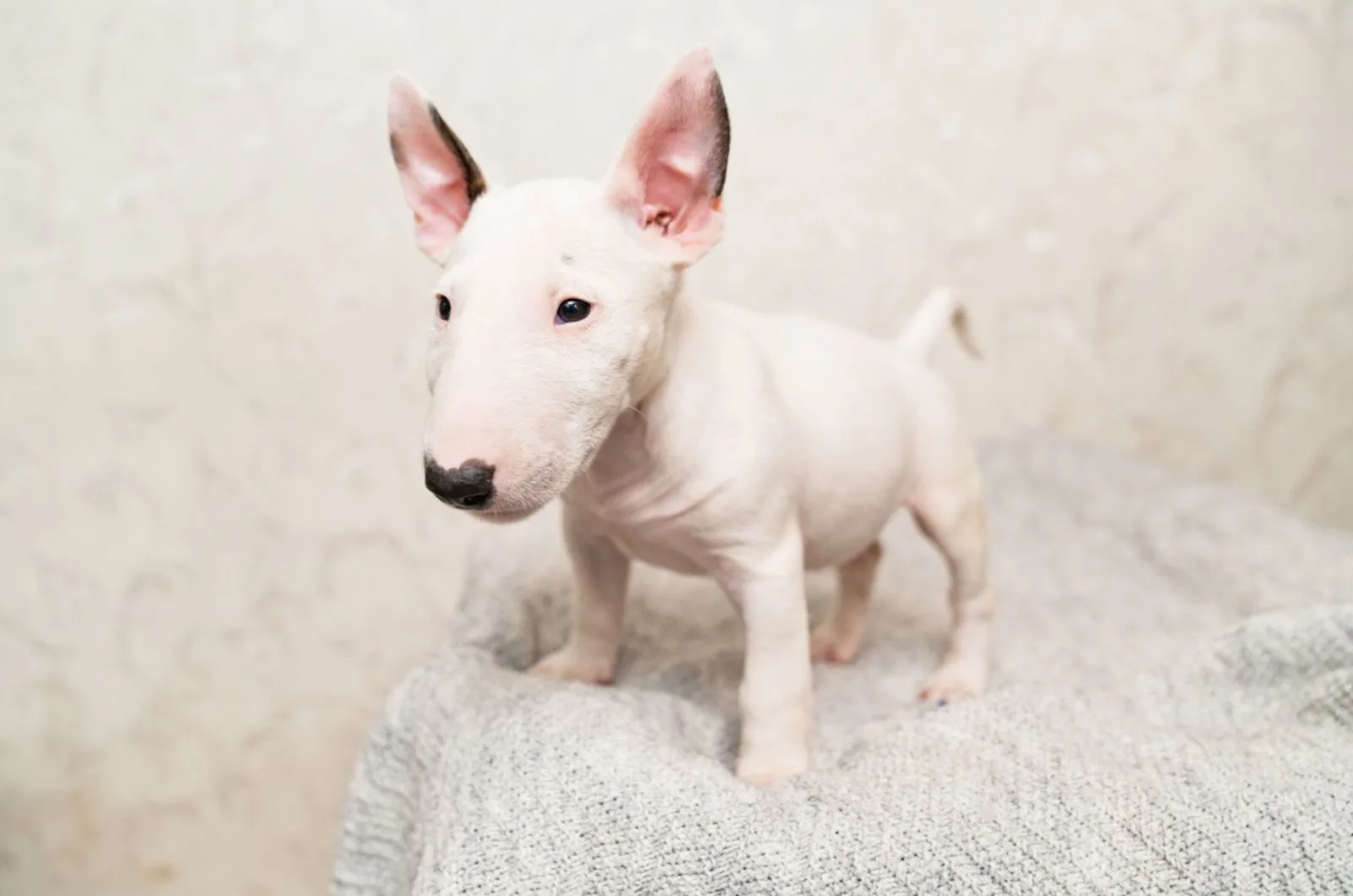 cute mini bull terrier standing on a blanket