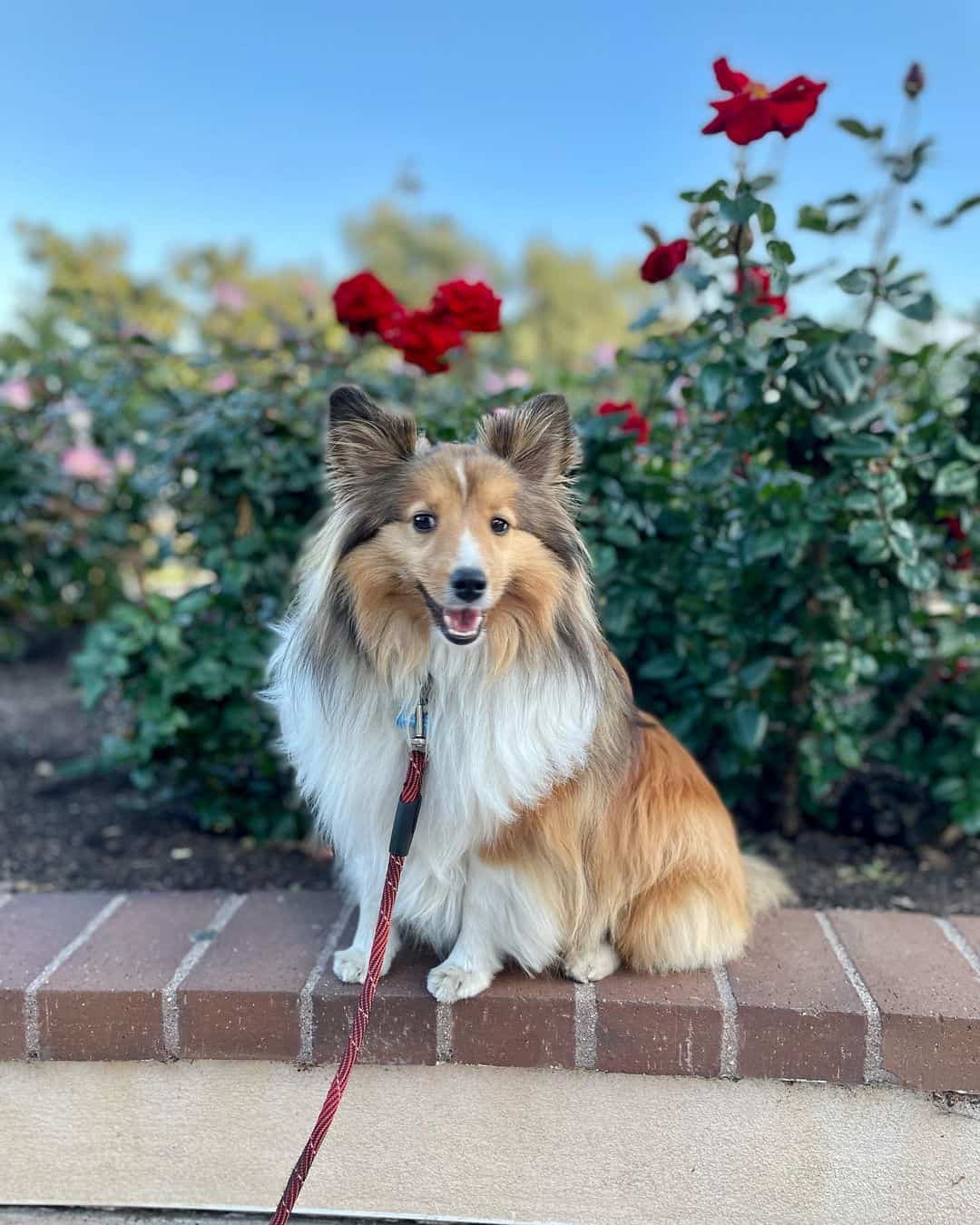 cute mini shetland sheepdog posing