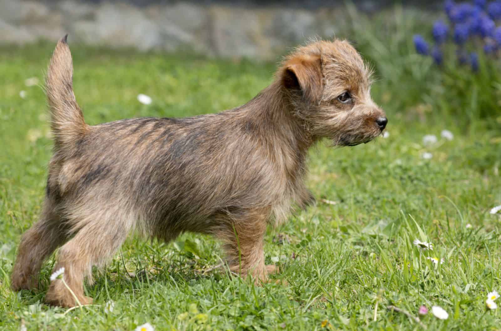 cute norfolk terrier puppy standing on the grass