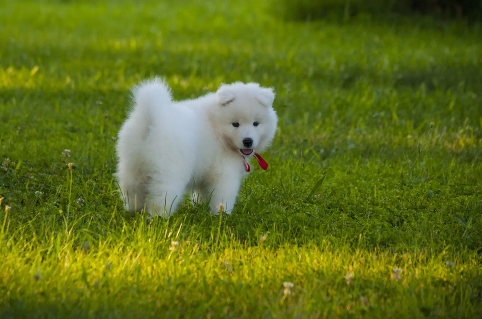 cute samoyed puppy playing in the park