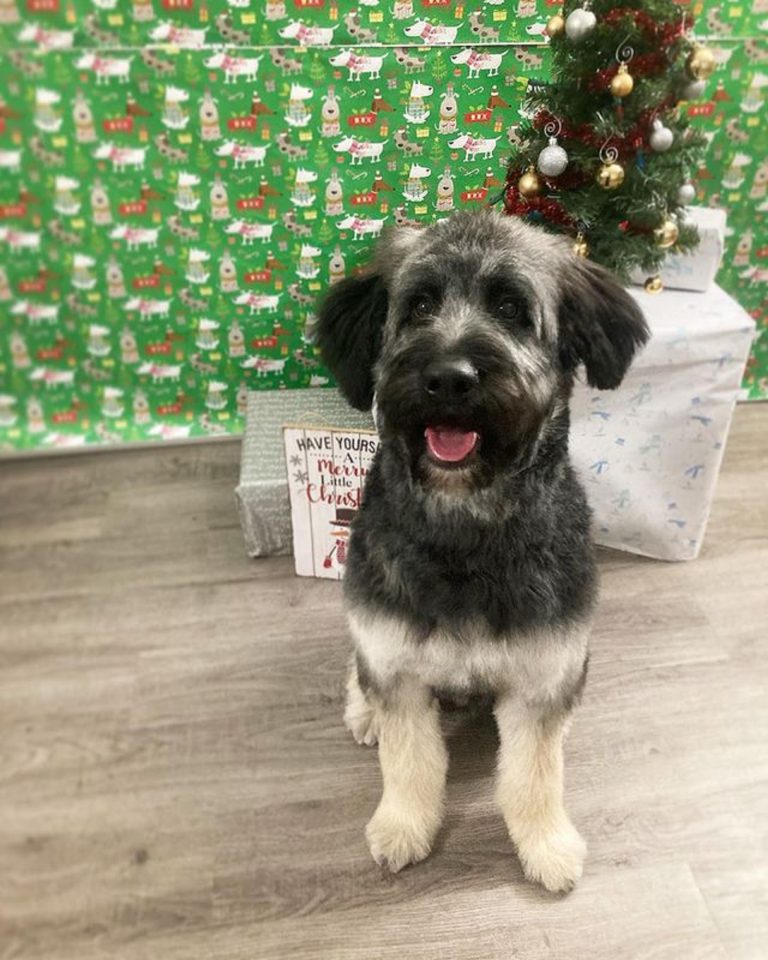 German Shepherd Poodle Mix — Is Shepadoodle The Best Doodle?