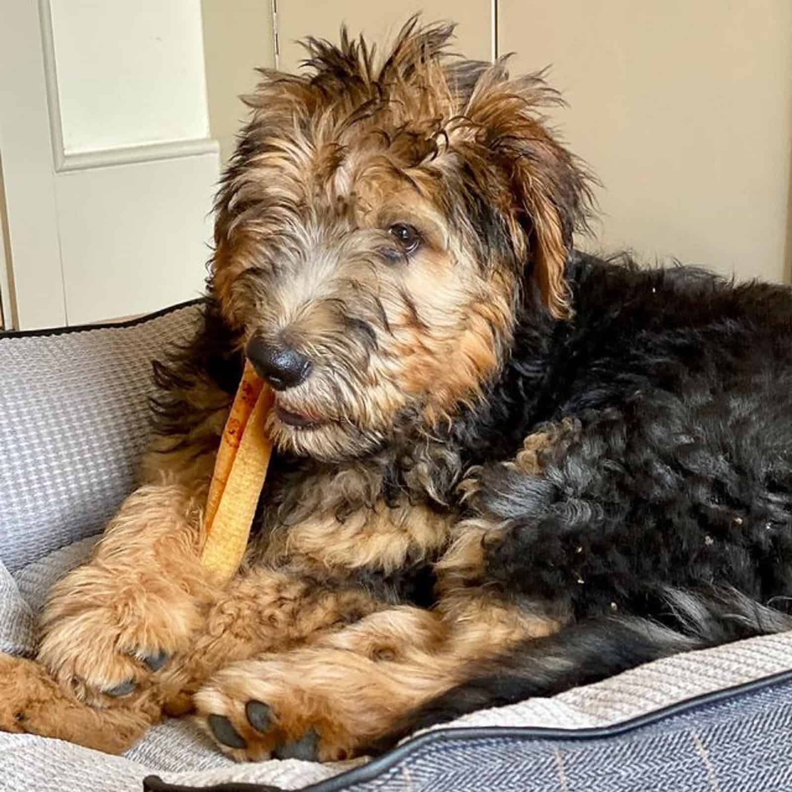 cute shepadoodle chewing a treat indoors