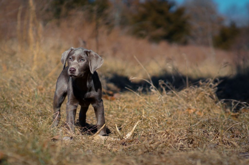 Silver Labradors: Our New Favorite Lab Color