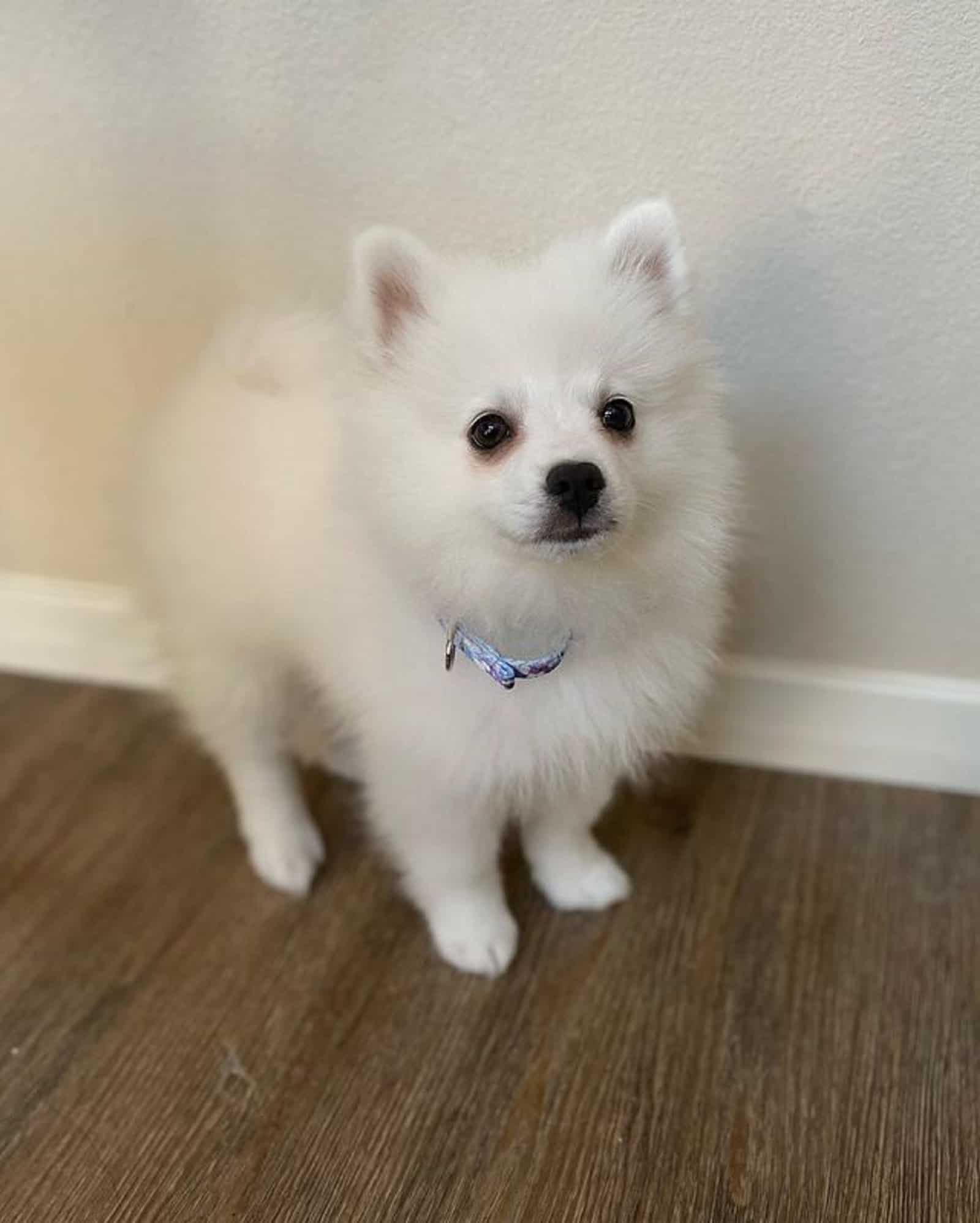 cute toy american eskimo looking into camera