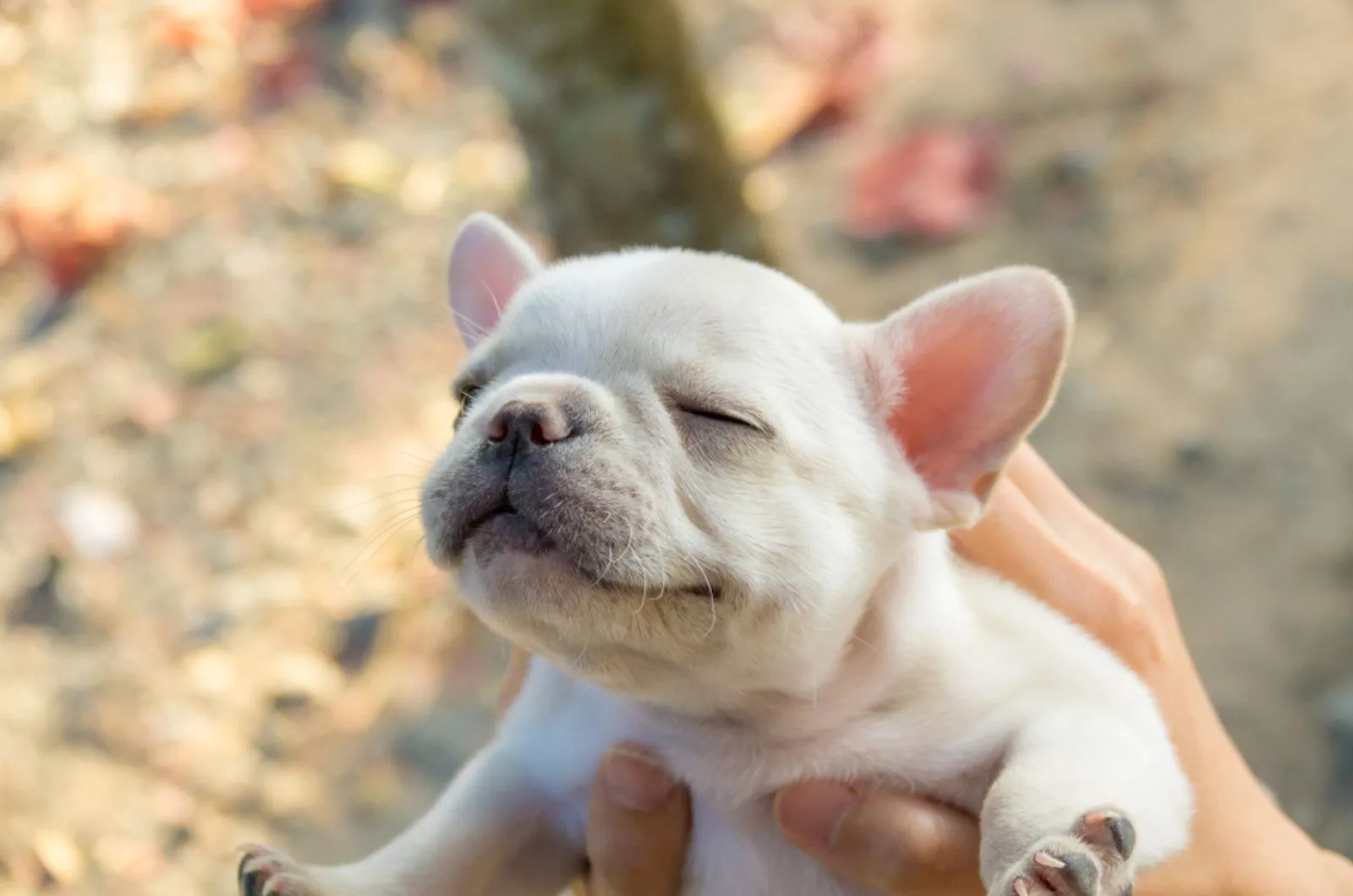 cute white french bulldog puppy in owner's hands