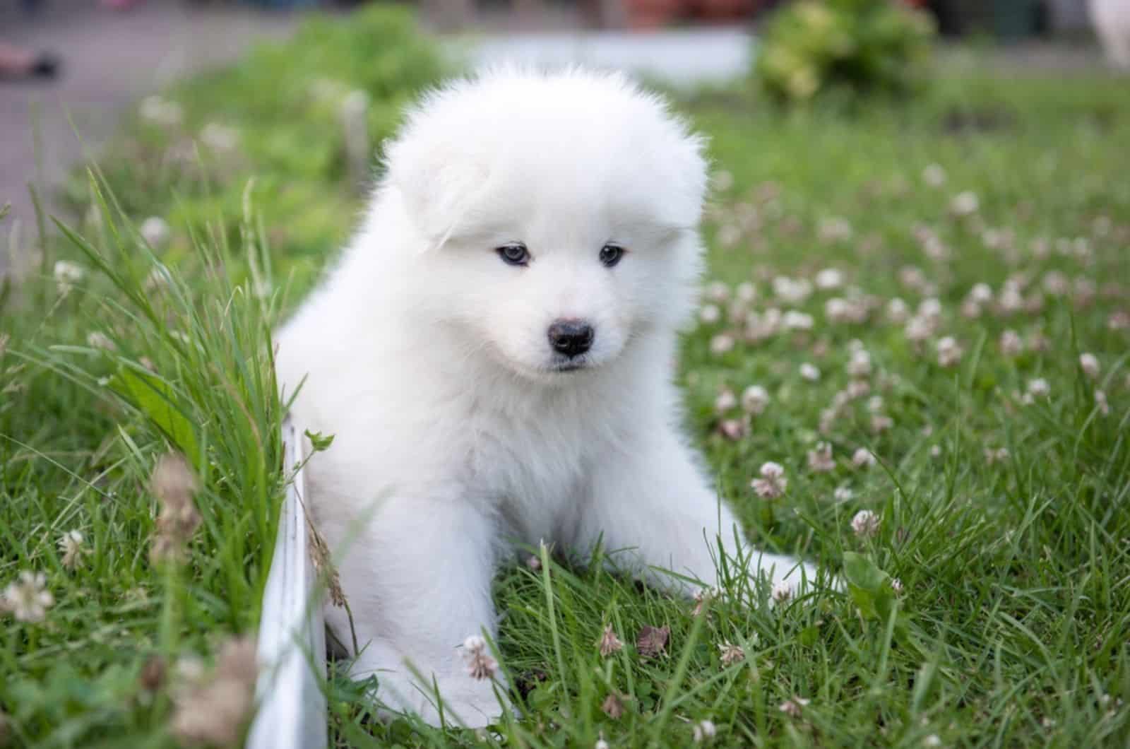 cute white samoyed puppy in the yard