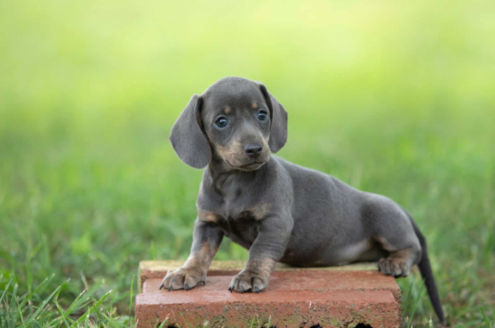 dachshund puppy standing on a brick
