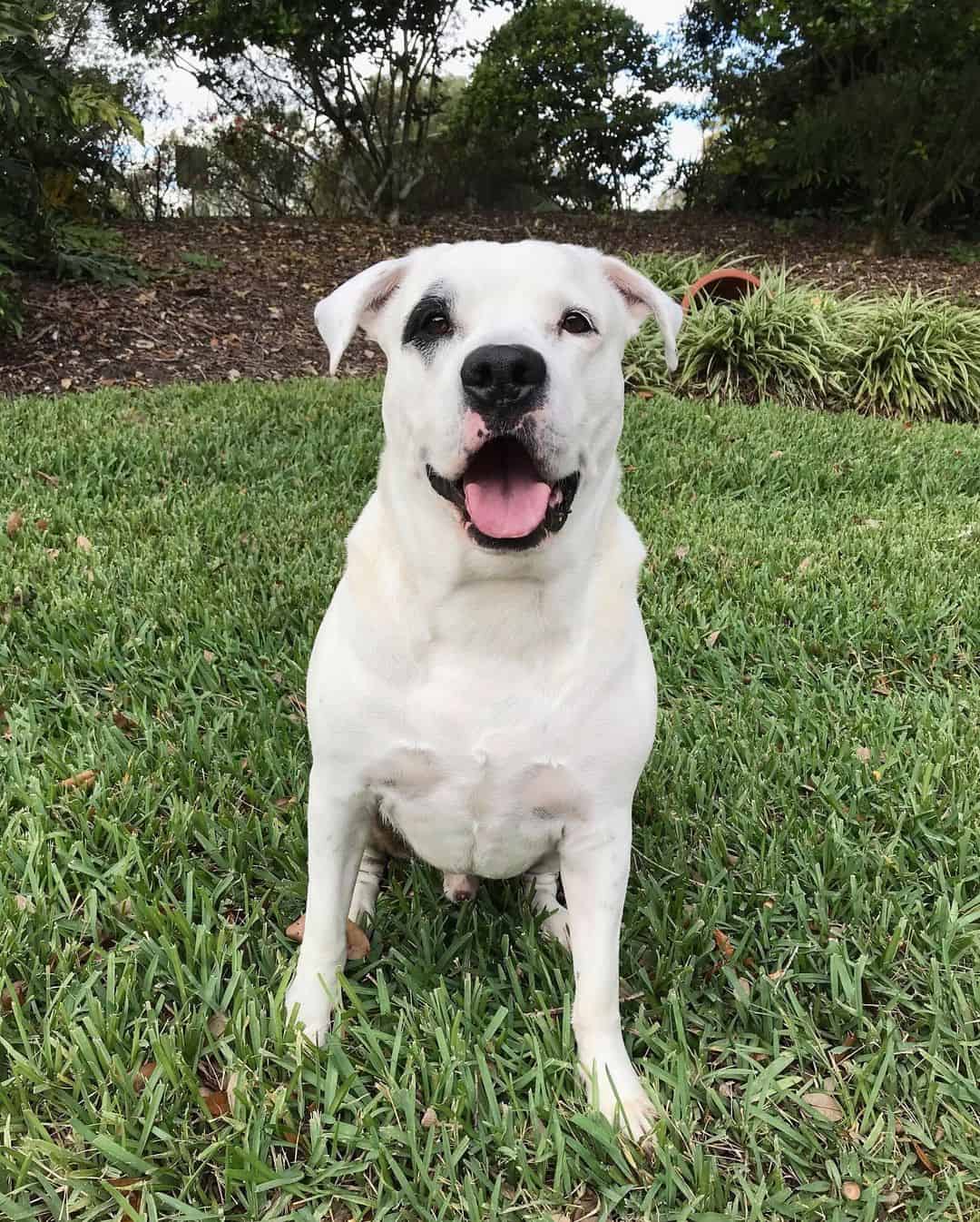 dalmatian american bulldog mix