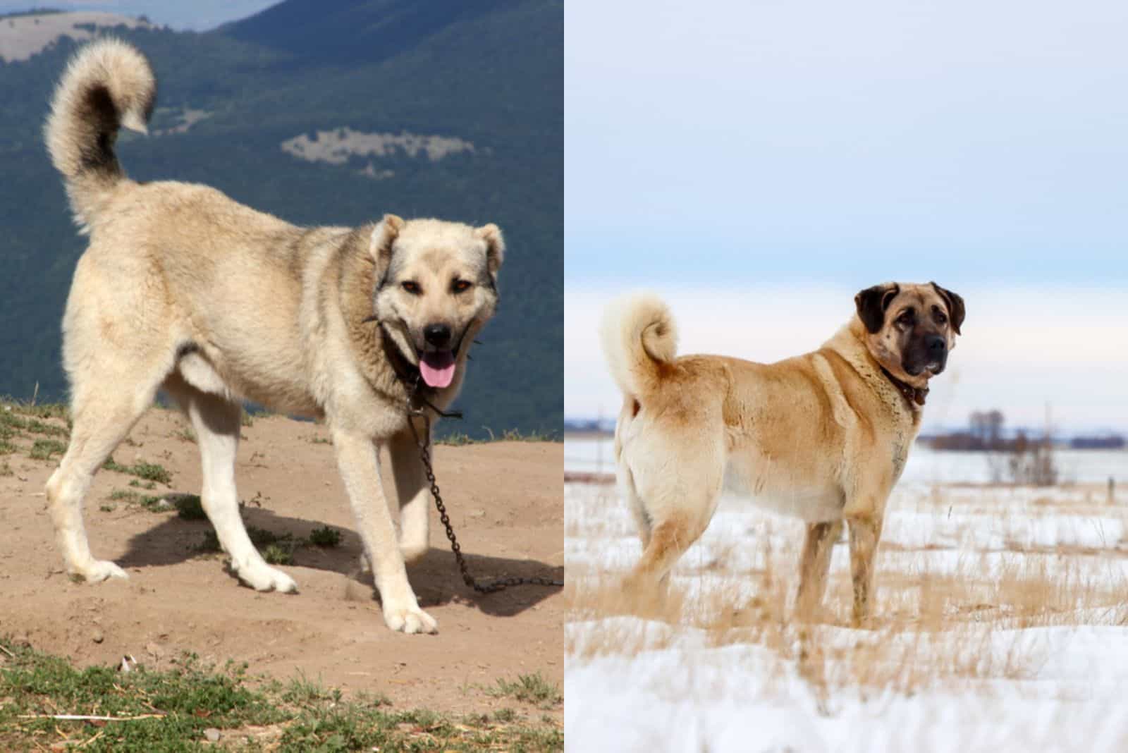 difference between Anatolian Shepherd Vs Kangal