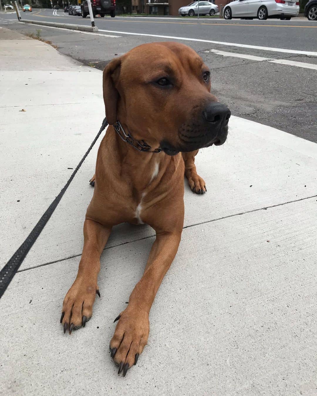 doberman american bulldog mix