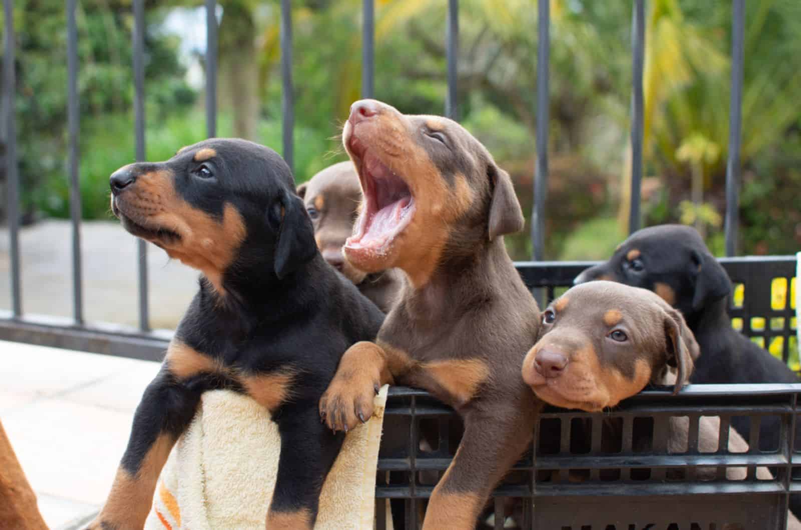 doberman dog puppies sitting in a basket outdoors