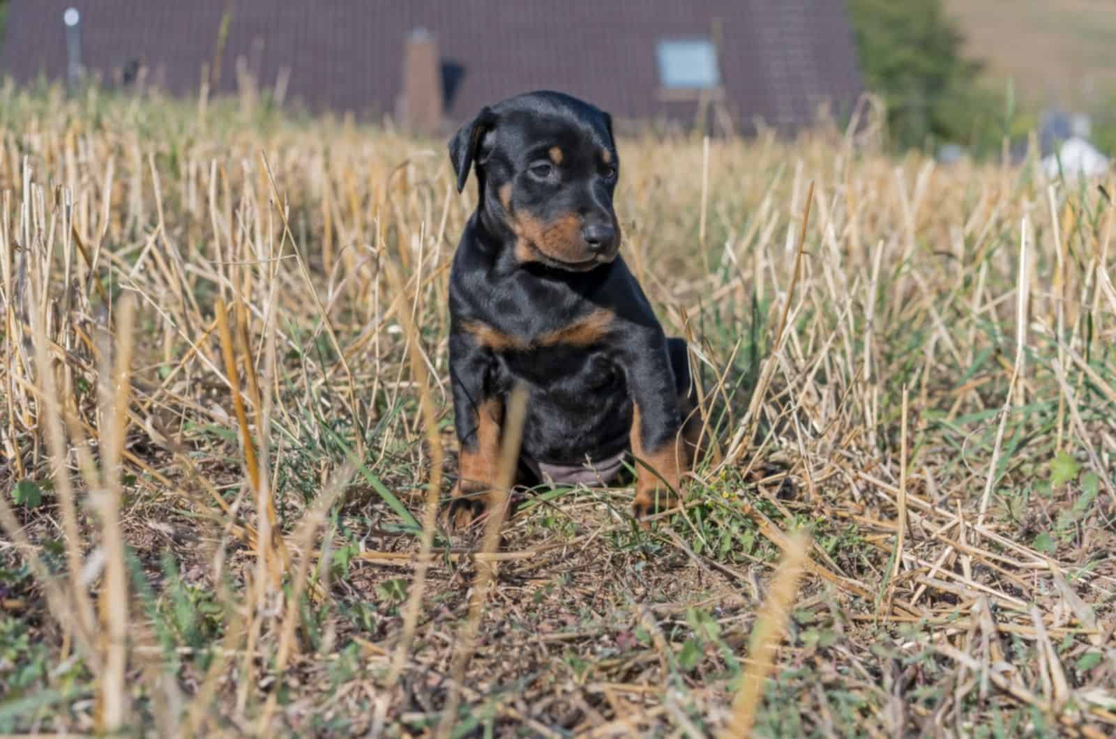 doberman puppy sitting on the ground in nature