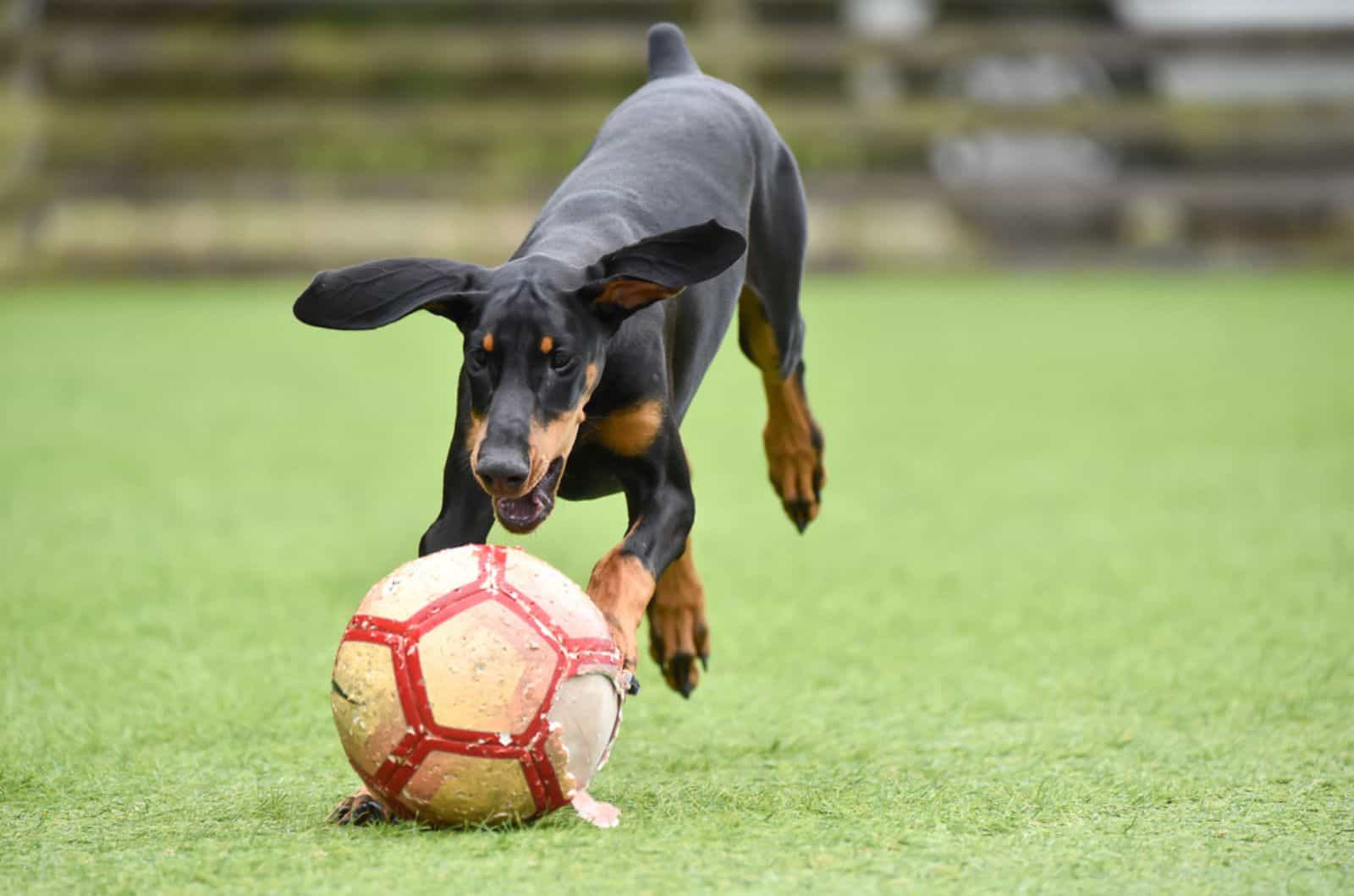 doberman puppy playing with a ball